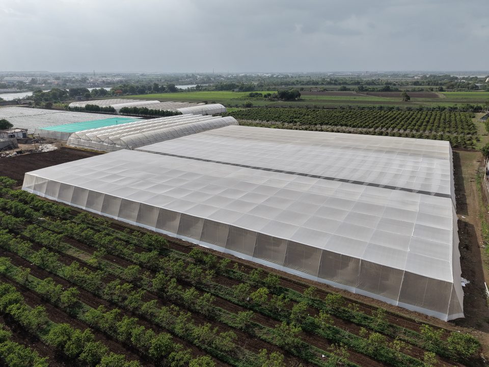 Aerial view of an Avishkar Agribiz polyhouse beside orchard rows