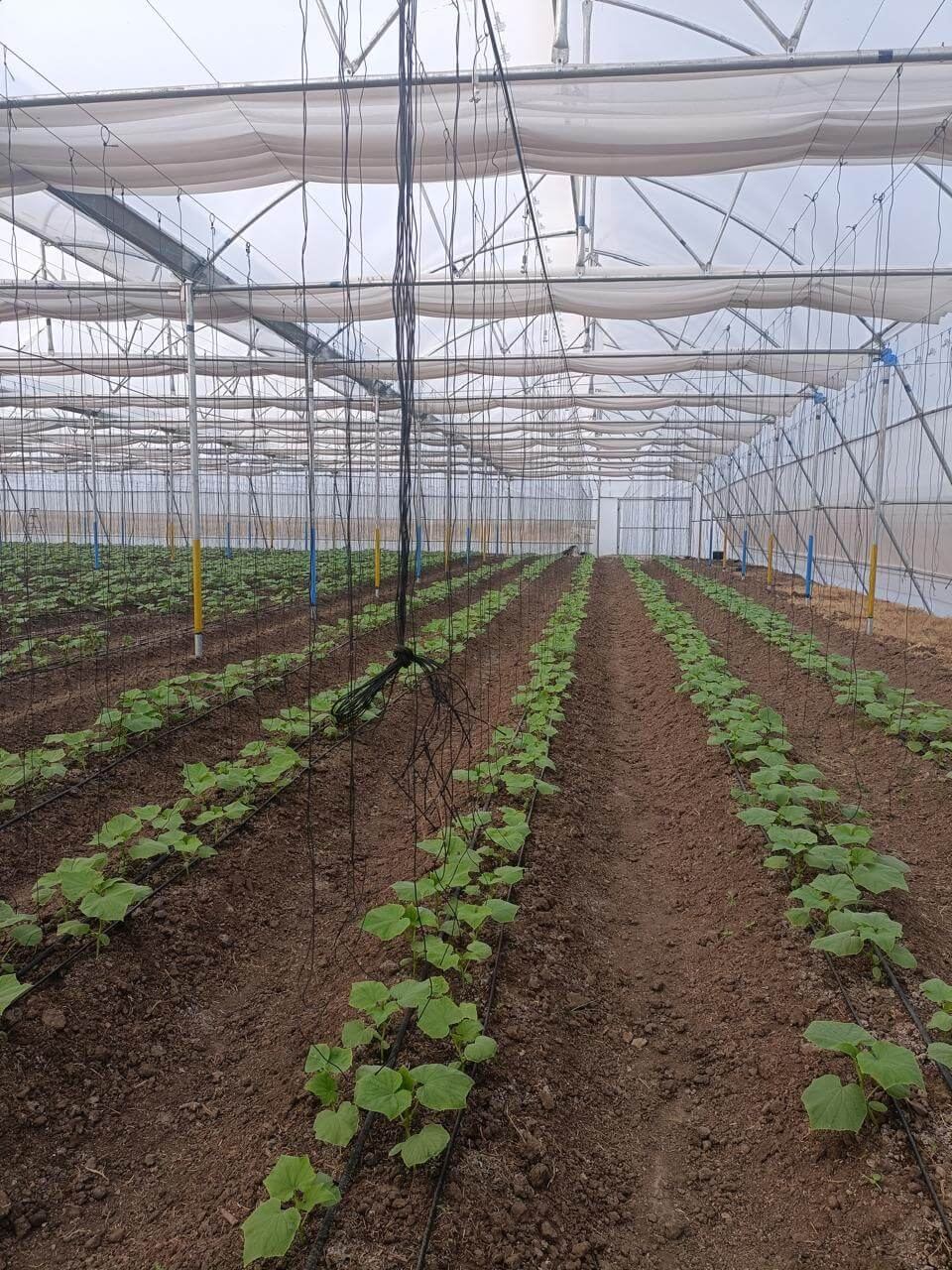 Greenhouse project by Avishkar Agribiz Pvt. Ltd.